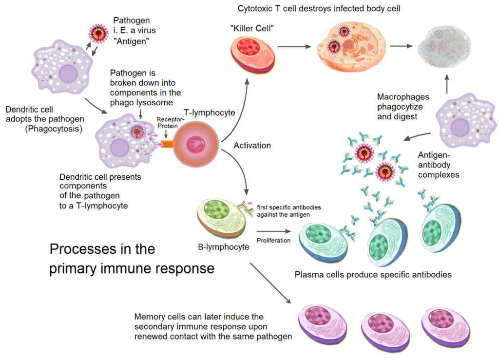 Decrease in antibodies against sars-cov-2 over time and current role of